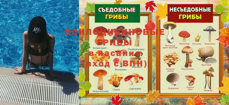 Галлюциногенные грибы Psilocybe  Апрелевка 